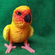 IMG_20240711_154024940.jpg Conure