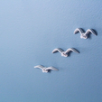 Capture_d__cran_2014-11-07___10.40.53.png Free STL file Seagull push-pin・3D printing idea to download