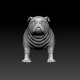 buu3.jpg Bulldog - big dog