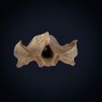 Textured-cults___0004.jpg Realistic Turtle Skull 3D Printable Model