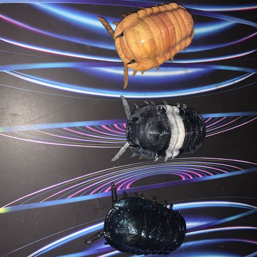 Cubaris Rubber Ducky Isopod Roly Poly