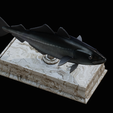 coalfish-statue-box-1-19.png fish coalfish / Pollachius virens with storage space / for 3d printing