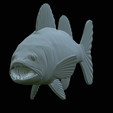 zander-statue-4-open-mouth-1-59.png fish zander / pikeperch / Sander lucioperca  open mouth statue detailed texture for 3d printing