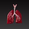 lungs1.jpg 肺