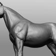8.jpg Horse Breeds Collection