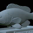 White-grouper-statue-48.png fish white grouper / Epinephelus aeneus statue detailed texture for 3d printing