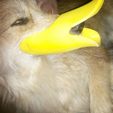 Captura2.JPG cute dog muzzle duck