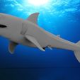 Shark1.8.jpg STL file Great white shark・3D printable model to download