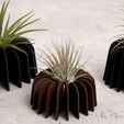 image_2.jpg Air Plant Stand