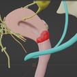 CERVICAL-CANCER-6.png 3D CÁNCER DE CUELLO UTERINO CON ÚTERO, GANGLIOS LINFÁTICOS, SISTEMA URINARIO, VÉRTEBRAS Y PELVIS