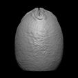 17.jpg ALIEN EGG OVOMORPH 1979 FLAT BOTTOM