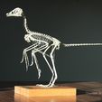 Archaeopteryx_v2_06.jpg Full size Archaeopteryx skeleton