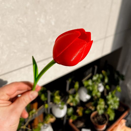 image_67192833.jpg Tulipa
