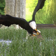 0_00044.png Eagle Eagle - DOWNLOAD Eagle 3d Model - Animated for Blender-Fbx-Unity-Maya-Unreal-C4d-3ds Max - 3D Printing Eagle Eagle BIRD - DINOSAUR - POKÉMON - PREDATOR - SKY - MONSTER