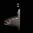 Rainbow-trout-solo-model-open-mouth-1-16.png fish head trophy rainbow trout / Oncorhynchus mykiss open mouth statue detailed texture for 3d printing