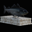 coalfish-statue-box-1-7.png fish coalfish / Pollachius virens with storage space / for 3d printing