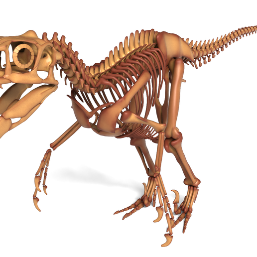 💀 Utahraptor Skeleton – Detailed Prehistoric Raptor Model for 3D ...