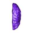 brain, brain stem and eyes7-_Brain_left_hemisph.stl 3D Model of Brain, Brain Stem and Eyes