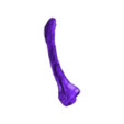 Scapula_Right.stl Skeleton of baby Triceratops Part04/07