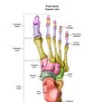 2.jpg Feet bones