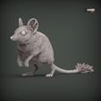 Sand-marsupial-mouse1.jpg Souris marsupiale des sables