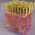 untitlged.jpg epithelial cells types collection 3D