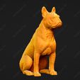 2391-Boston_Terrier_Pose_05.jpg Boston Terrier Dog 3D Print Model Pose 05