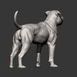 american-bulldog11.jpg american bulldog 3D print model