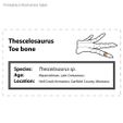 Thescelo_toebone_label.jpg Thescelosaurus toe bone