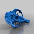 Skull700.jpg Skull of a nutria (Myocastor copypus)