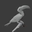Hornbill_front_angle.png Hornbill