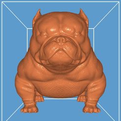 IMG_20221114_210205.jpg Exotic Bully Dog