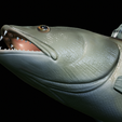 zander-trophy-29.png zander / pikeperch / Sander lucioperca fish in motion trophy statue detailed texture for 3d printing