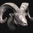6.png Big Horn Sheep