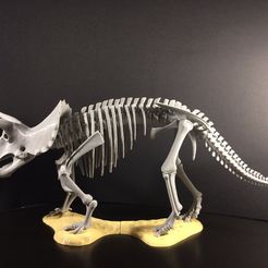 32602297005_5cb5c20e82_k.jpg Fichier STL gratuit Squelette de Triceratops prorsus・Plan pour impression 3D à télécharger