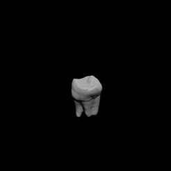 Shapr-Image-2022-11-03-161911.png 3D file Human Tooth (Wisdom Tooth, Third Molar, M3)・3D print object to download