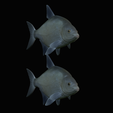 Bream-fish-7.png fish Common bream / Abramis brama solo model detailed texture for 3d printing