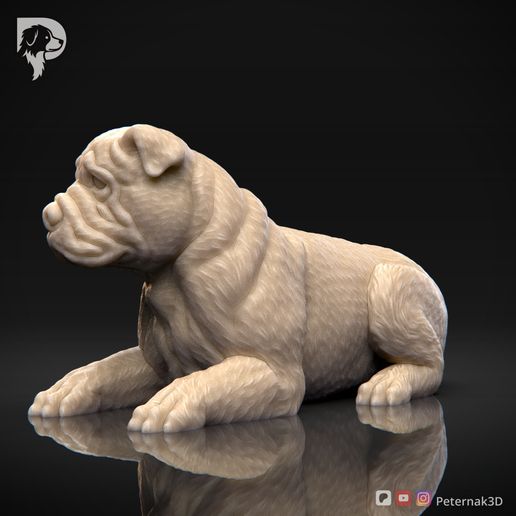 Bulldog-Pose-09-Dog-3D-Print-8s.jpeg Bulldog Dog 3D Print Model Pose 09