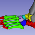 3D-Foot.png Foot Bones, anatomically correct