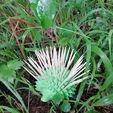 IMG_20190728_170135.jpg Igel A Zahnkur