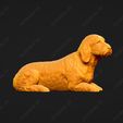 935-Basset_Fauve_de_Bretagne_Pose_09.jpg Basset Fauve de Bretagne Dog 3D Print Model Pose 09