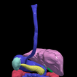 23.png 3D Model of Gastrointestinal Tract with Bones