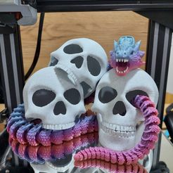 5.jpg Archivo STL Cráneo articulado con mandíbula móvil・Idea de impresión 3D para descargar