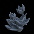 Terrain_Plant_Succulents_9.png 9 SUCCULENT PLANTS FOR ENVIRONMENT DIORAMA TABLETOP 1/35 1/24
