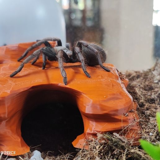 IMG_20250904_105047.jpg Arachnoxotics Terrestrial Hide V2