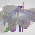 artery,-vein,-abdominal,-abdomen,-spleen,-liver,-lobe,-tumor,-hepatic,-portal-vein,-mesenteric,-3d-l.png CANCER DU FOIE 3D avec veine porte, artère et veine hépatiques, vésicule biliaire, canal biliaire, rate et rein