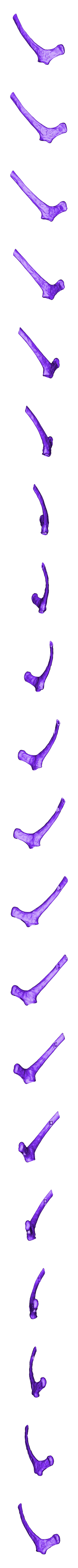 Scapula_Right_Part_02.OBJ Scheletro di piccolo T-rex a grandezza naturale - Parte 04/10
