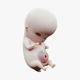 6_Weeks_Tumbnail.png 3D file 6 Weeks Human embryonic (baby stages)・3D print model to download