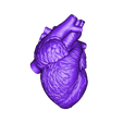 Heart solid.OBJ Fichier STL Coeur humain・Objet pour impression 3D à télécharger