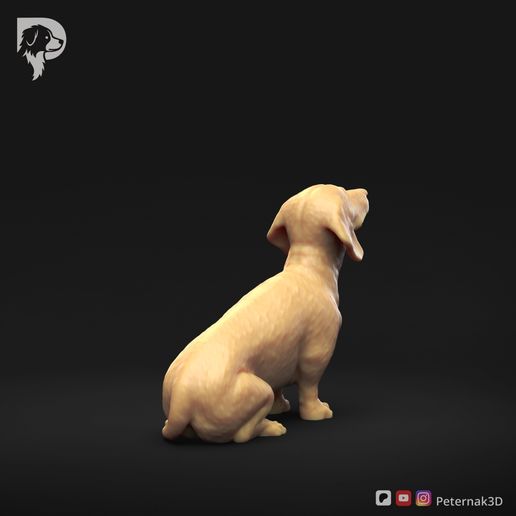 Dachshund-Miniature-Smooth-Haired-Pose-05-Dog-3D-Print-4s.jpeg Perro salchicha miniatura de pelo liso Pose 05